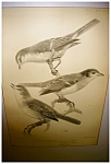 J. Smit Audubon Print