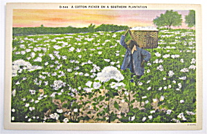 Cotton Picker On Southern Plantation Postcard
