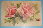 Flower Postcard with 2 Pink Roses