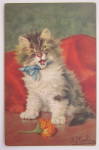 Cat Sitting In Front Of Flower Postcard