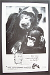 Vintage Ad: 1989 The Jane Goodall Institute