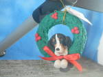 Cecile Bernese Mt Dog Ornament 
