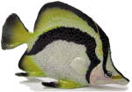 R141 Butterfly Fish