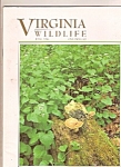 Virginia Wildlife -  June 1996