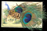 Real Feather Peacock Bird 1910 Postcard