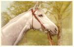 Great White Horse Head Vintage Postcard