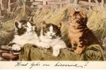 Lovely Cats/Kittens 1907 German Postcard