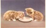 Mainzer Tabby Kittens Lapping Milk Vintage Postcard