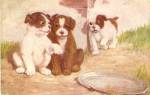 Puppies /Dogs "Eavesdropping" 1908 Postcard