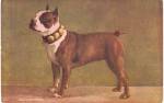 M T Sheahan 1906 Boxer Dog Artist Postcard