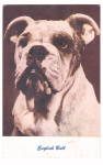 Vintage English Bull Dog Postcard