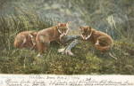 1906 Tucks 'Sharing the Spoils' Foxes Postcard