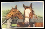 Vintage 2 Horses Hanging over the Fence Postcard