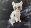 OUCH,  CATS OF CHARACTER BONE CHINA CAT FIGURINE
