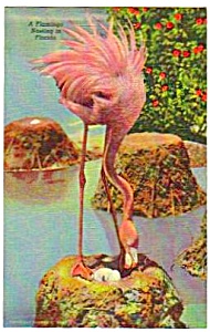 1957 Pink Flamingo Sarasota Florida Linen Postcard