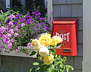 U.s. Post And Flowers Photograph 1 - Limited Edition
