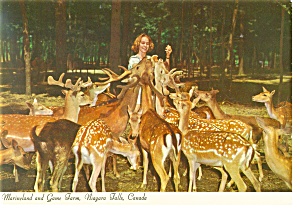 Deer At Marineland,niagara Falls Postcard Cs0444