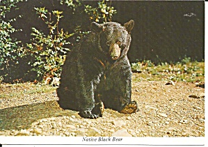 Black Bear Great Smoky Mountains National Park Cs11788