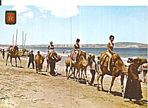 Tangier Morocco The Seaside Camels Cs11797