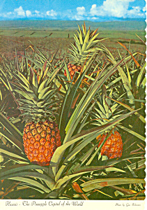 Pineapple Capital Of The World Postcard Cs2393