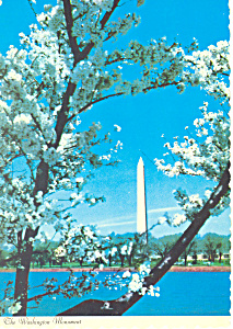 Washington Monument Cherry Trees Washington Dc Postcard Cs2418