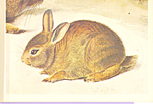 Young Gray Rabbit John James Audubon Postcard Cs3851