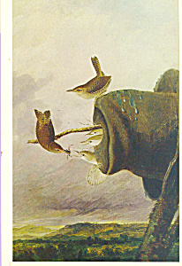 The House Wren John James Audubon Postcard Cs3854