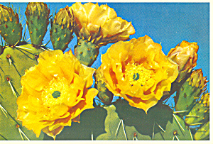 Prickly Pear Cactus Postcard Cs4295