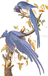 Columbia Jay By John James Audubon Postcard Cs4992
