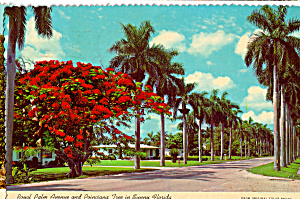 Royal Palm Avenue And Poinciana Tree Cs5451