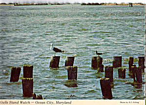 Gulls Stand Watch Ocean City Maryland Cs6298