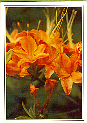 Flame Azalea Postcard Cs6352
