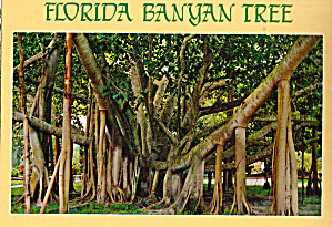 Florida Banyan Tree Postcard Cs6844
