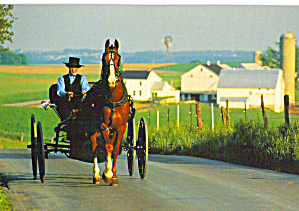 Amish Man Driving A Buggy Ostcard Cs7032