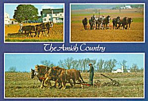 Amish Farmers Using 4-7 Horse Hitches Cs7138