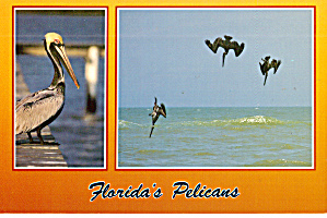 Florida S Pelicans Postcard Cs7674