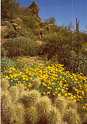 Golden Poppies Brightens A Desert Hillside Cs7706