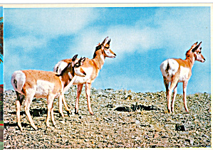 Group Of Pronghorns Postcard Cs8030