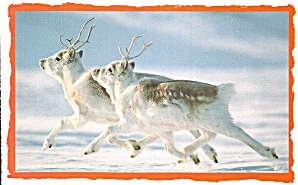 Perry Caribou Dashing Thru The Snow Postcard Cs8470