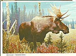 Bull Moose Canadian Scene Postcard Cs8476