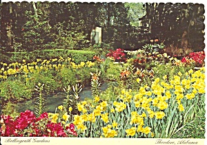 Theodore Al Bellingrath Gardens In Spring Daffodils Cs9006