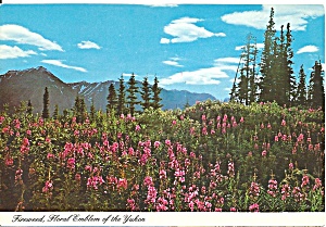 Yukon Canada Fireweed Flowered Floral Emblem Cs9020