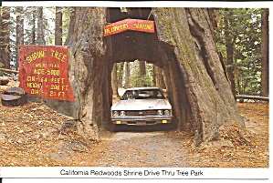 Myers Flat Ca Historic Drive Thru Shrine Tree Cs9643