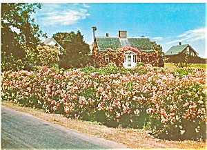 Rose Cottage On Cape Cod Ma Postcard Lp0044