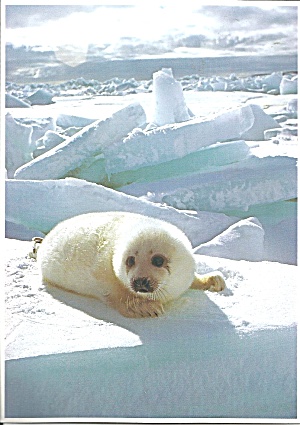 A Young Harp Seal Pup Postcard Lp0570