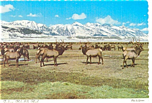 Jackson Hole Wyoming Elk Herd Postcard N0357