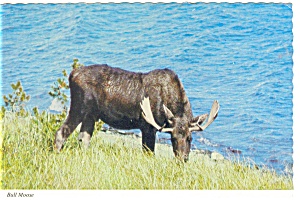 Bull Moose Postcard N0739