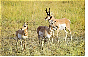 Pronghorn Antelope Herd Postcard N0884