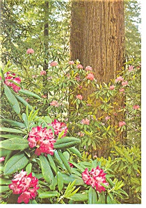 Redwood Rhododendron Postcard N0957