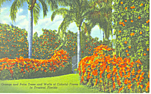 Orange And Palm Trees Tropical Florida Postcard N1161